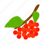 berry, fruit, hawthorn, isometric, leaf, nature, red 