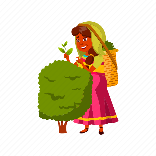 Elderly, aged, woman, harvesting, tea, leaves, plantation icon - Download on Iconfinder