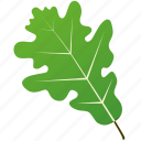leaf, leaves, maple, mulberry, natural, nature, tree