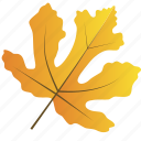 leaf, leaves, maple, mulberry, natural, nature, tree