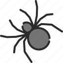 animal, arachnid, halloween, insect, scary, spider