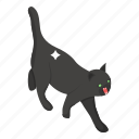 animal, black cat, evil cat, feline, halloween cat, pet animal