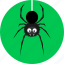 spider, beetle, bug, halloween, horror, insect, poison 