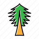 ecology, environment, forest, nature, pine, plant, tree