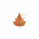 autumn, fall, thanksgiving, season, nature, weather, down, leaf, tree, leaves
