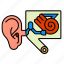 anatomy, ear, head 