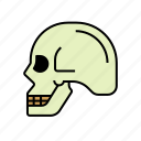 anatomy, bones, head, skull