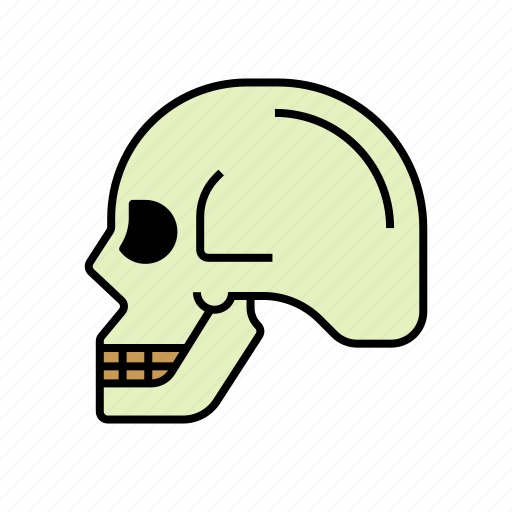 Anatomy, bones, head, skull icon - Download on Iconfinder