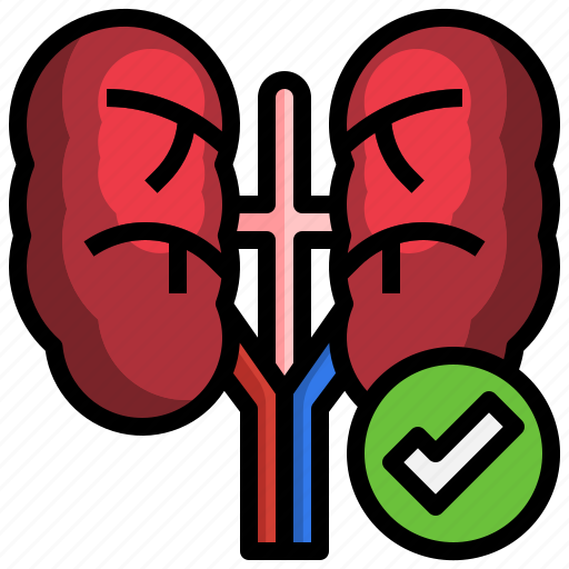 Kidney, health, check, healthcare, medical icon - Download on Iconfinder