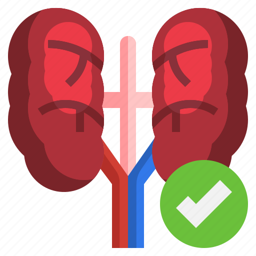 Kidney, health, check, healthcare, medical icon - Download on Iconfinder