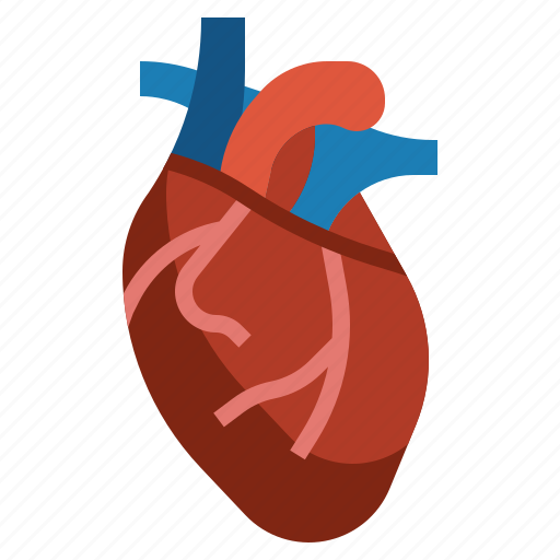 Heart, anatomy, organs, organ, body, parts icon - Download on Iconfinder