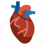 heart, anatomy, organs, organ, body, parts 