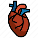heart, anatomy, organs, organ, body, parts