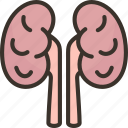 kidney, urinary, dialysis, organ, anatomy