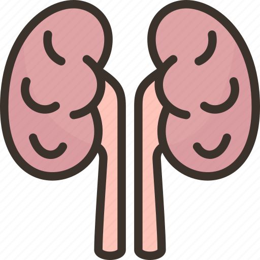 Kidney, urinary, dialysis, organ, anatomy icon - Download on Iconfinder