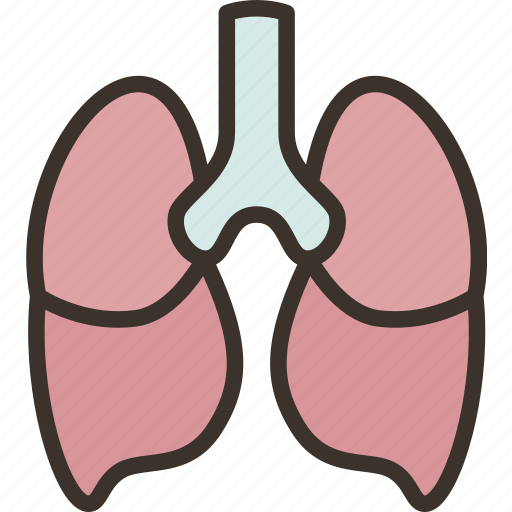 Lungs, respiratory, trachea, health, human icon - Download on Iconfinder