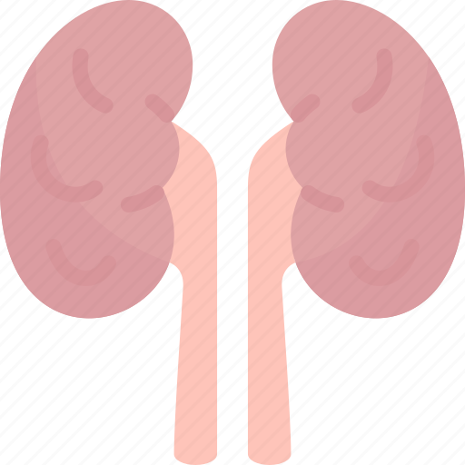 Kidney, urinary, dialysis, organ, anatomy icon - Download on Iconfinder
