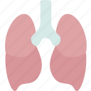 lungs, respiratory, trachea, health, human