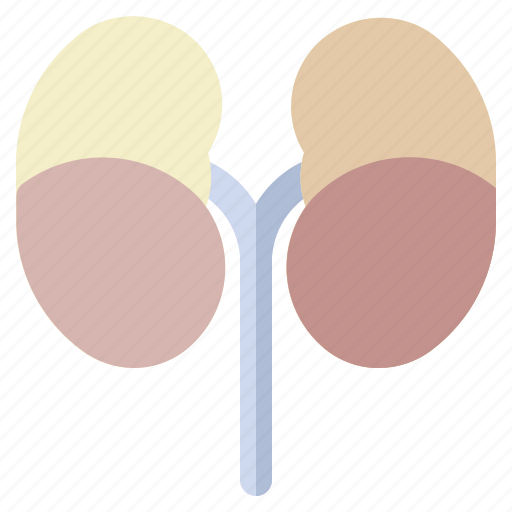 Anatomy, body, human, kidneys, organ icon - Download on Iconfinder