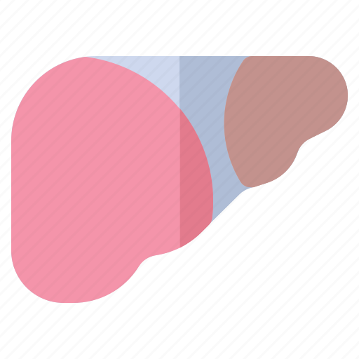 Body, human, liver, medical, organ icon - Download on Iconfinder