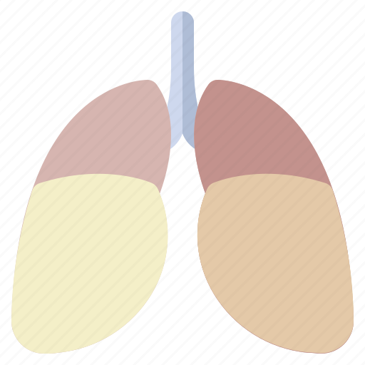 Anatomy, human, lungs, medical, organ icon - Download on Iconfinder