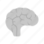 brain, human, medical, mind, neuro, neurology, neurons 