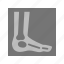 ankle, bones, examination, foot, image, leg, x ray 