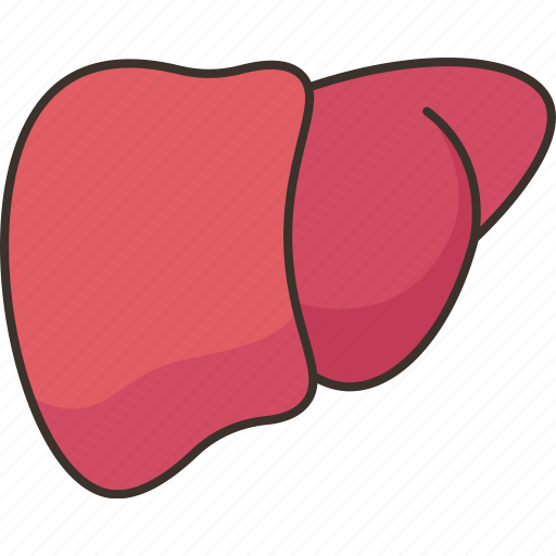 Liver, hepatic, organ, anatomy, human icon - Download on Iconfinder