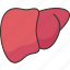 liver, hepatic, organ, anatomy, human 