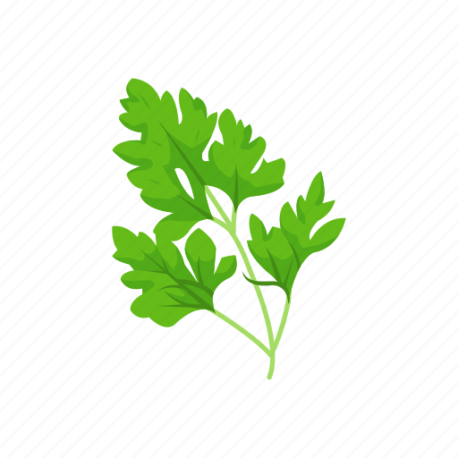 Aroma, garden parsley, greens, herbs, parsley, spices, vegetable icon - Download on Iconfinder
