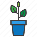 plant, flower, pot, leaves