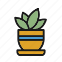 plant, green, pot, indoor gardening, leaf
