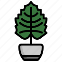 alocasia, house, plants, flora, tropical, leaf