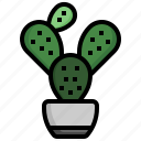 cactus, tropical, plant, house, plants, flora