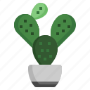 cactus, tropical, plant, house, plants, flora