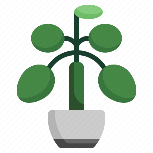 Chinese, money, plant, plants, house, flora, tropical icon - Download on Iconfinder