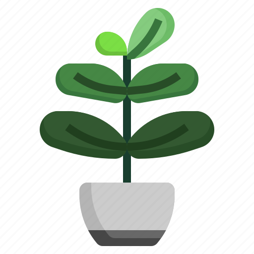 Ficus, plants, house, flora, tropical icon - Download on Iconfinder