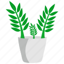 houseplants, zz plant, plants, house plant, pot, nature