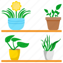 houseplants, plant, pot, flower, nature, green, leaf
