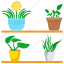 houseplants, plant, pot, flower, nature, green, leaf 
