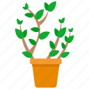 houseplants, plant, pot, forest, nature, green, leaf, tree