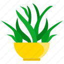 houseplants, plant, pot, flower, nature, green, leaf, growth