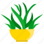 houseplants, plant, pot, flower, nature, green, leaf, growth 