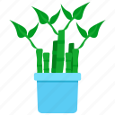 houseplants, plant, pot, flower, nature, green, growth
