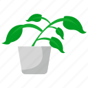 houseplants, plant, pot, cooking, green