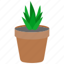 houseplants, plant, pot, flower, tree, leaf