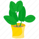 houseplants, plant, pot, flower, nature, green, leaf, tree, growth