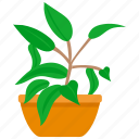 houseplants, plant, pot, flower, nature, green, leaf, tree