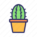 cactus, nature, plant, pot