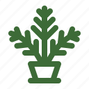 fern, houseplant, pot plant, indoor plant